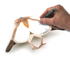 ROTKEHLCHEN Pop-Up-Karte