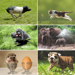 24 x  TIER-BABIES Postkarten-Set
