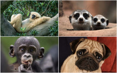 20 x  LUSTIGE TIERE Postkarten-Set (2)
