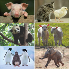 24 x  TIER-BABIES Postkarten-Set