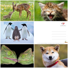 20 x  LUSTIGE TIERE Postkarten-Set (1)