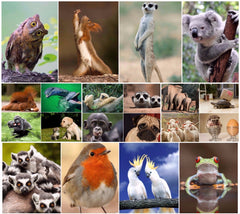 20 x  LUSTIGE TIERE Postkarten-Set (2)