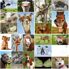 20 x  LUSTIGE TIERE Postkarten-Set (1)