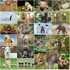 24 x  TIER-BABIES Postkarten-Set